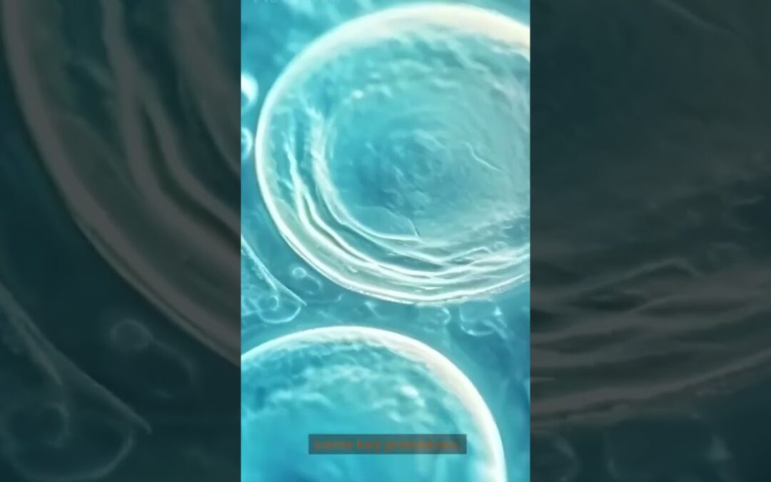 Quantum computer reveals chemical reaction in 100 billionth speed slow mo